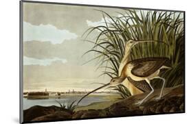 Male And Female Long Billed Curlew (Numenius Americanus) with the City of Charleston Behind-John James Audubon-Mounted Premium Giclee Print