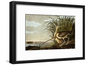 Male And Female Long Billed Curlew (Numenius Americanus) with the City of Charleston Behind-John James Audubon-Framed Giclee Print