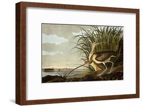 Male And Female Long Billed Curlew (Numenius Americanus) with the City of Charleston Behind-John James Audubon-Framed Giclee Print