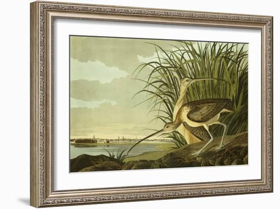 Male And Female Long Billed Curlew (Numenius Americanus) with the City of Charleston Behind-John James Audubon-Framed Giclee Print