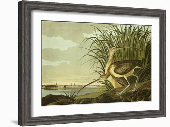 Male And Female Long Billed Curlew (Numenius Americanus) with the City of Charleston Behind-John James Audubon-Framed Giclee Print