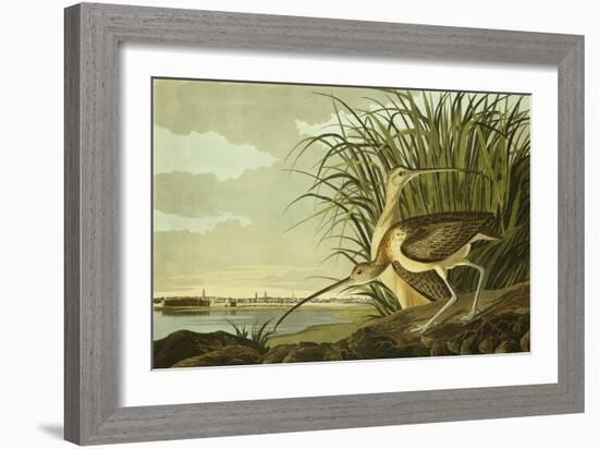 Male And Female Long Billed Curlew (Numenius Americanus) with the City of Charleston Behind-John James Audubon-Framed Giclee Print