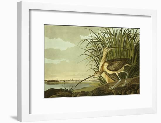 Male And Female Long Billed Curlew (Numenius Americanus) with the City of Charleston Behind-John James Audubon-Framed Giclee Print