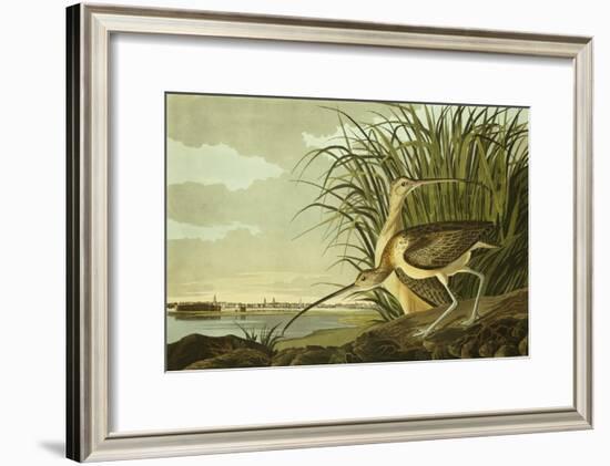 Male And Female Long Billed Curlew (Numenius Americanus) with the City of Charleston Behind-John James Audubon-Framed Giclee Print