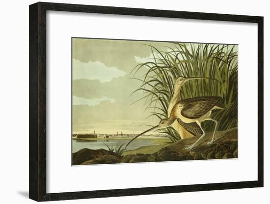 Male And Female Long Billed Curlew (Numenius Americanus) with the City of Charleston Behind-John James Audubon-Framed Giclee Print