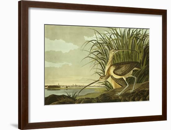 Male And Female Long Billed Curlew (Numenius Americanus) with the City of Charleston Behind-John James Audubon-Framed Giclee Print