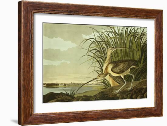 Male And Female Long Billed Curlew (Numenius Americanus) with the City of Charleston Behind-John James Audubon-Framed Giclee Print