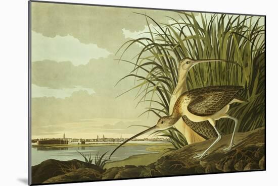 Male And Female Long Billed Curlew (Numenius Americanus) with the City of Charleston Behind-John James Audubon-Mounted Giclee Print