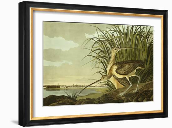 Male And Female Long Billed Curlew (Numenius Americanus) with the City of Charleston Behind-John James Audubon-Framed Giclee Print