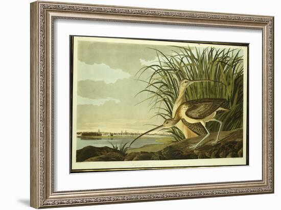 Male and Female Long Billed Curlew-John James Audubon-Framed Giclee Print