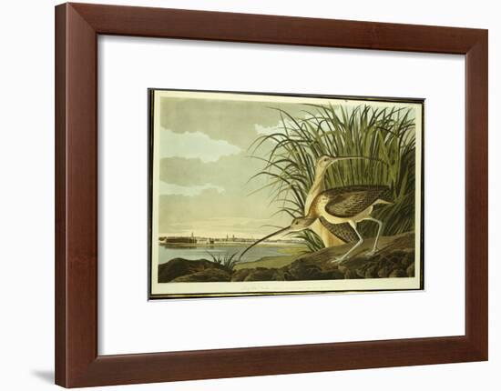 Male and Female Long Billed Curlew-John James Audubon-Framed Giclee Print