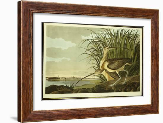 Male and Female Long Billed Curlew-John James Audubon-Framed Giclee Print