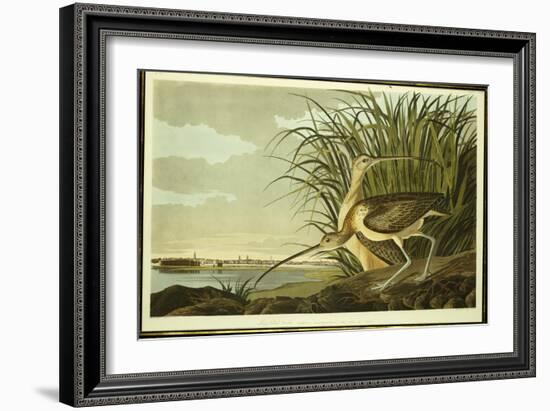 Male and Female Long Billed Curlew-John James Audubon-Framed Giclee Print