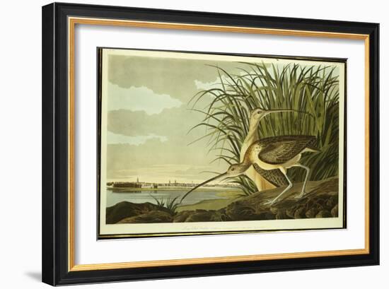 Male and Female Long Billed Curlew-John James Audubon-Framed Giclee Print