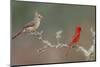 Male and female Northern Cardinals. Rio Grande Valley, Texas-Adam Jones-Mounted Photographic Print