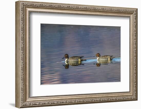 Male and female Northern pintail ducks. Bosque del Apache National Wildlife Refuge, New Mexico-Adam Jones-Framed Photographic Print