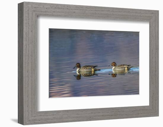 Male and female Northern pintail ducks. Bosque del Apache National Wildlife Refuge, New Mexico-Adam Jones-Framed Photographic Print