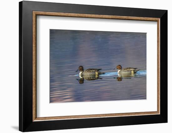 Male and female Northern pintail ducks. Bosque del Apache National Wildlife Refuge, New Mexico-Adam Jones-Framed Photographic Print