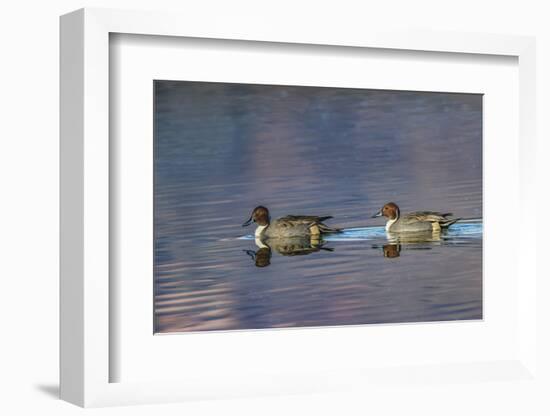 Male and female Northern pintail ducks. Bosque del Apache National Wildlife Refuge, New Mexico-Adam Jones-Framed Photographic Print