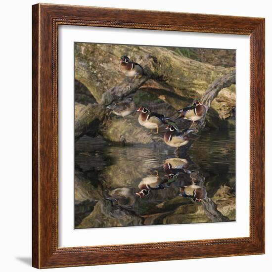 Male and female wood ducks, resting on fallen tree, Kentucky-Adam Jones-Framed Photographic Print