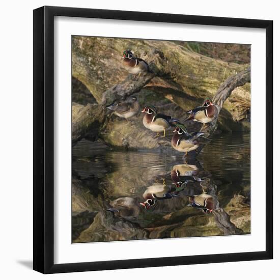 Male and female wood ducks, resting on fallen tree, Kentucky-Adam Jones-Framed Photographic Print