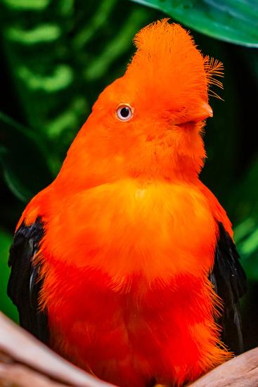 Male Andean Cock Of The Rock National Bird Of Peru Photographic Print William Perry Art Com