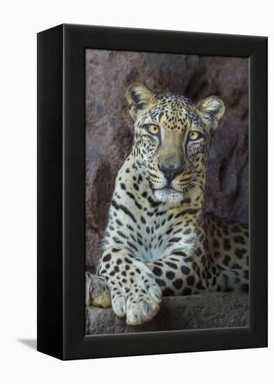 Male Arabian Leopard (Panthera Pardus Nimr) At Arabian Wildlife Centre-Nick Garbutt-Framed Premier Image Canvas