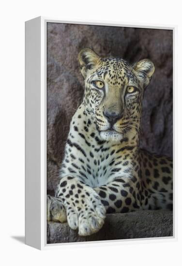 Male Arabian Leopard (Panthera Pardus Nimr) At Arabian Wildlife Centre-Nick Garbutt-Framed Premier Image Canvas