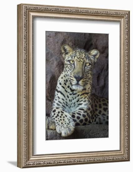 Male Arabian Leopard (Panthera Pardus Nimr) At Arabian Wildlife Centre-Nick Garbutt-Framed Photographic Print