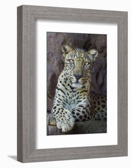 Male Arabian Leopard (Panthera Pardus Nimr) At Arabian Wildlife Centre-Nick Garbutt-Framed Photographic Print