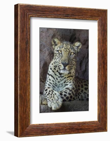 Male Arabian Leopard (Panthera Pardus Nimr) At Arabian Wildlife Centre-Nick Garbutt-Framed Photographic Print