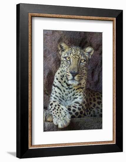 Male Arabian Leopard (Panthera Pardus Nimr) At Arabian Wildlife Centre-Nick Garbutt-Framed Photographic Print