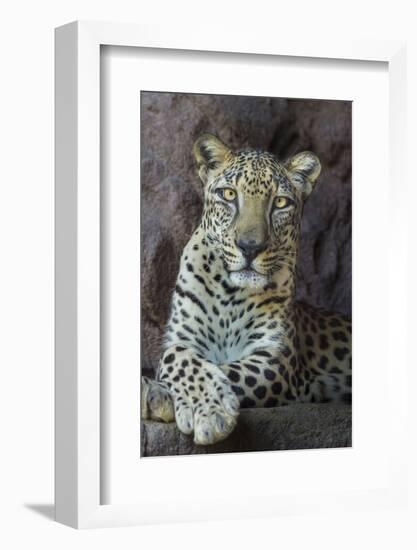 Male Arabian Leopard (Panthera Pardus Nimr) At Arabian Wildlife Centre-Nick Garbutt-Framed Photographic Print