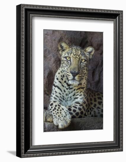 Male Arabian Leopard (Panthera Pardus Nimr) At Arabian Wildlife Centre-Nick Garbutt-Framed Photographic Print