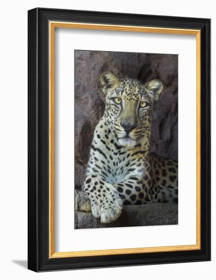 Male Arabian Leopard (Panthera Pardus Nimr) At Arabian Wildlife Centre-Nick Garbutt-Framed Photographic Print