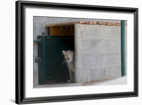 Male Arabian Leopard (Panthera Pardus Nimr) Looking Out At Its Enclosure-Nick Garbutt-Framed Photographic Print