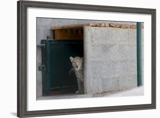 Male Arabian Leopard (Panthera Pardus Nimr) Looking Out At Its Enclosure-Nick Garbutt-Framed Photographic Print