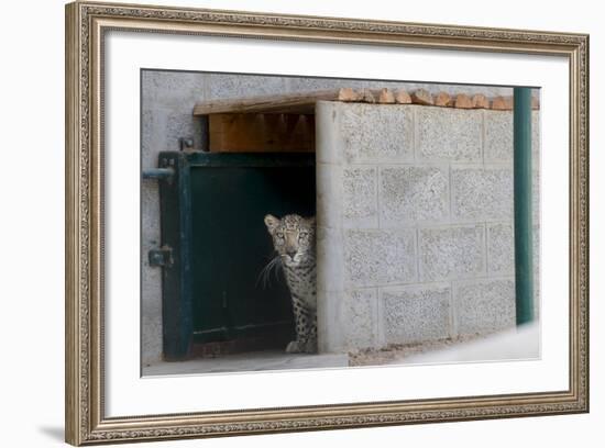 Male Arabian Leopard (Panthera Pardus Nimr) Looking Out At Its Enclosure-Nick Garbutt-Framed Photographic Print