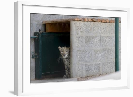 Male Arabian Leopard (Panthera Pardus Nimr) Looking Out At Its Enclosure-Nick Garbutt-Framed Photographic Print