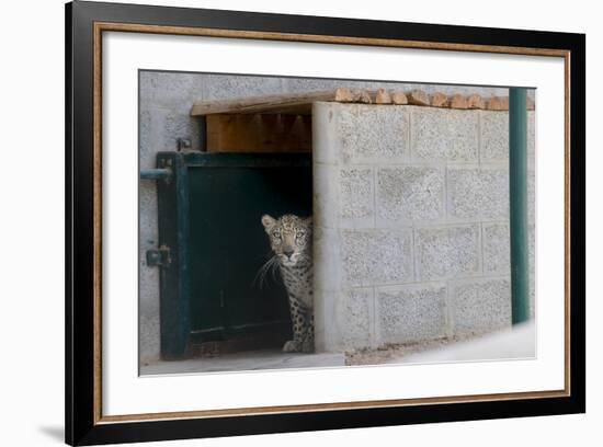 Male Arabian Leopard (Panthera Pardus Nimr) Looking Out At Its Enclosure-Nick Garbutt-Framed Photographic Print