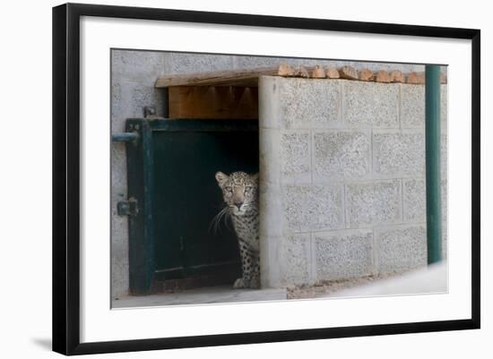 Male Arabian Leopard (Panthera Pardus Nimr) Looking Out At Its Enclosure-Nick Garbutt-Framed Photographic Print