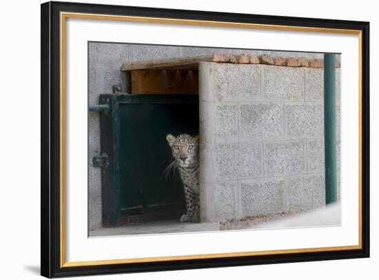 Male Arabian Leopard (Panthera Pardus Nimr) Looking Out At Its Enclosure-Nick Garbutt-Framed Photographic Print