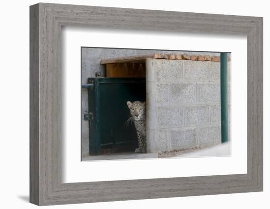 Male Arabian Leopard (Panthera Pardus Nimr) Looking Out At Its Enclosure-Nick Garbutt-Framed Photographic Print
