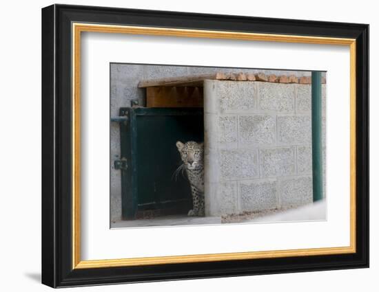 Male Arabian Leopard (Panthera Pardus Nimr) Looking Out At Its Enclosure-Nick Garbutt-Framed Photographic Print