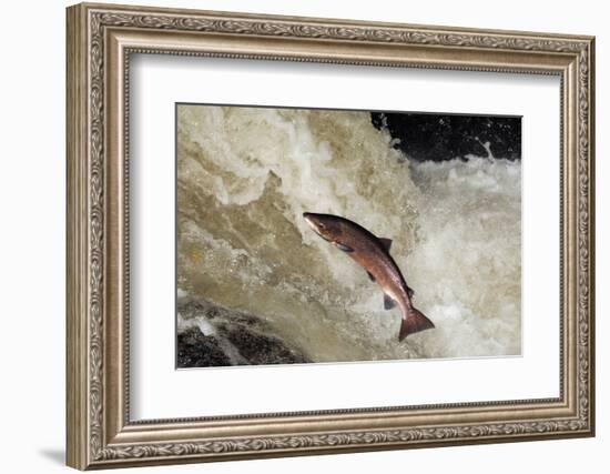 Male Atlantic Salmon (Salmo Salar) Leaping-Laurie Campbell-Framed Photographic Print