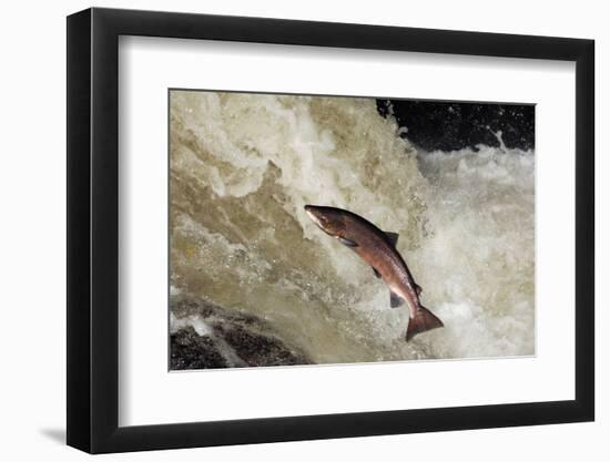 Male Atlantic Salmon (Salmo Salar) Leaping-Laurie Campbell-Framed Photographic Print