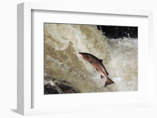 Male Atlantic Salmon (Salmo Salar) Leaping-Laurie Campbell-Framed Photographic Print