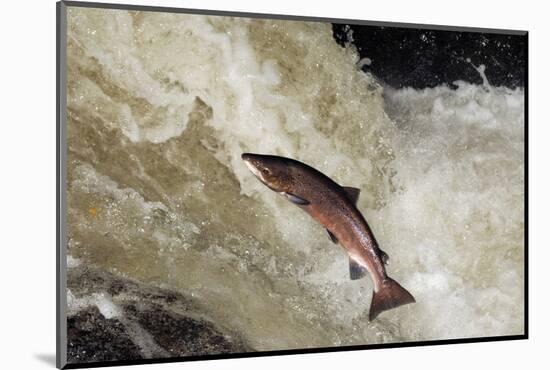 Male Atlantic Salmon (Salmo Salar) Leaping-Laurie Campbell-Mounted Photographic Print