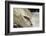Male Atlantic Salmon (Salmo Salar) Leaping-Laurie Campbell-Framed Photographic Print
