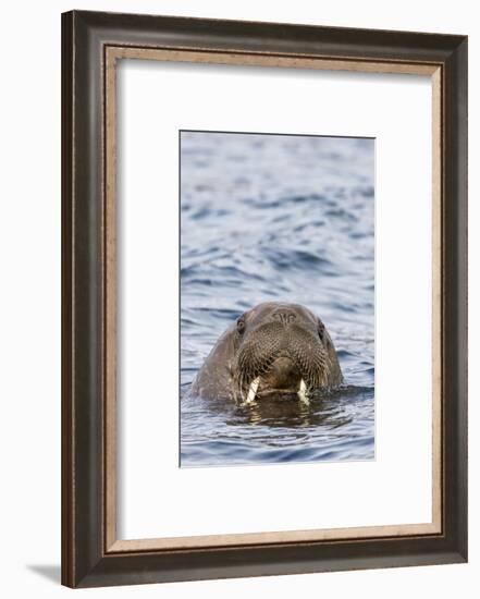 Male Atlantic walrus (Odobenus rosmarus rosmarus), head detail at Russebuhkta, Norway-Michael Nolan-Framed Photographic Print